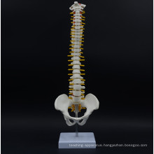 2017 hot sales Didactic Spine Model